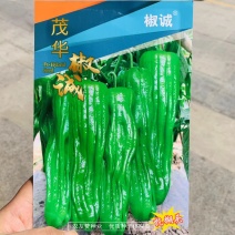 抗糊头薄皮泡椒种子高产大果型薄皮椒种子早熟味辣抗高温