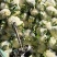 花菜精品花菜大量上市货源充足来电咨询更优惠