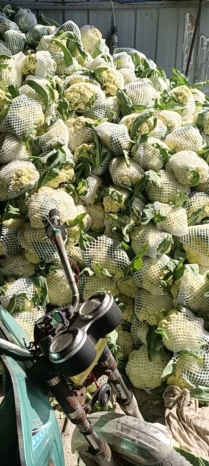花菜精品花菜大量上市货源充足来电咨询更优惠