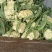 花菜精品花菜大量上市货源充足来电咨询更优惠