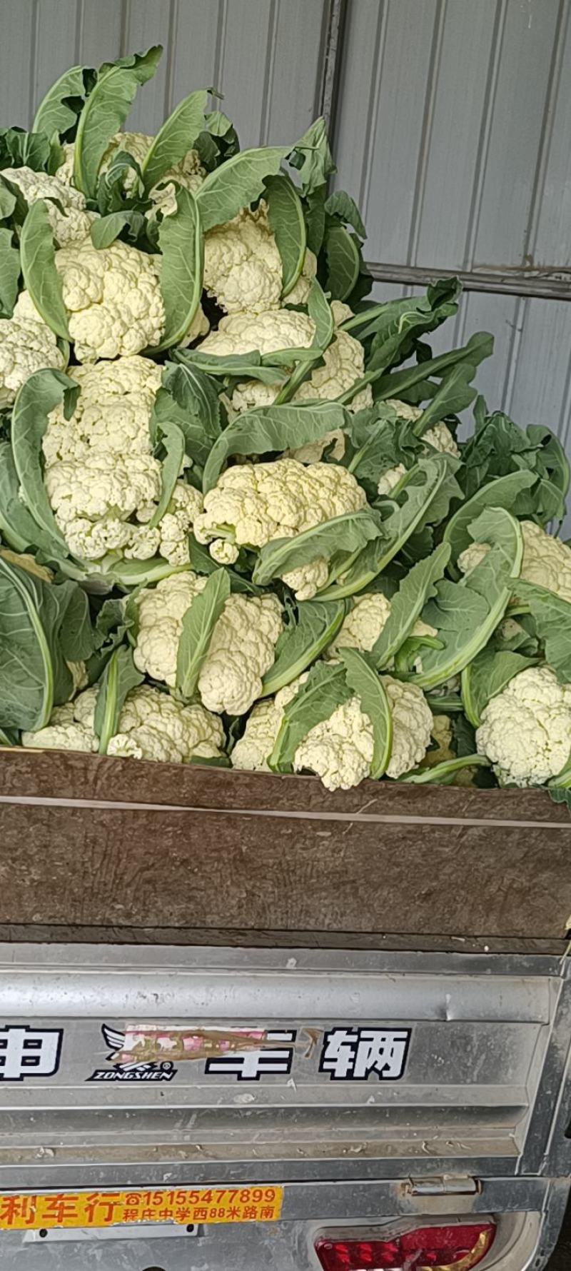 花菜精品花菜大量上市货源充足来电咨询更优惠