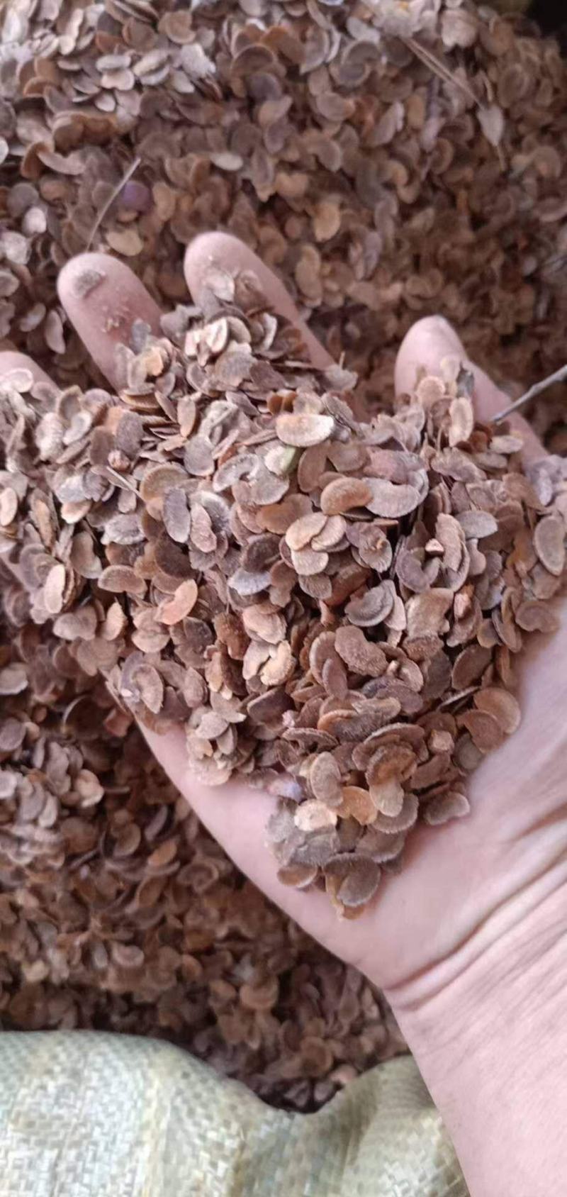 木荷种子，供应新鲜优质木荷种子，欢迎新老客户联系下单