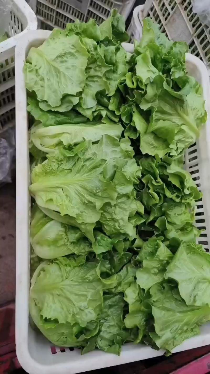 精选南通生菜，意大利生菜，产地直供，品质保证，量大从优