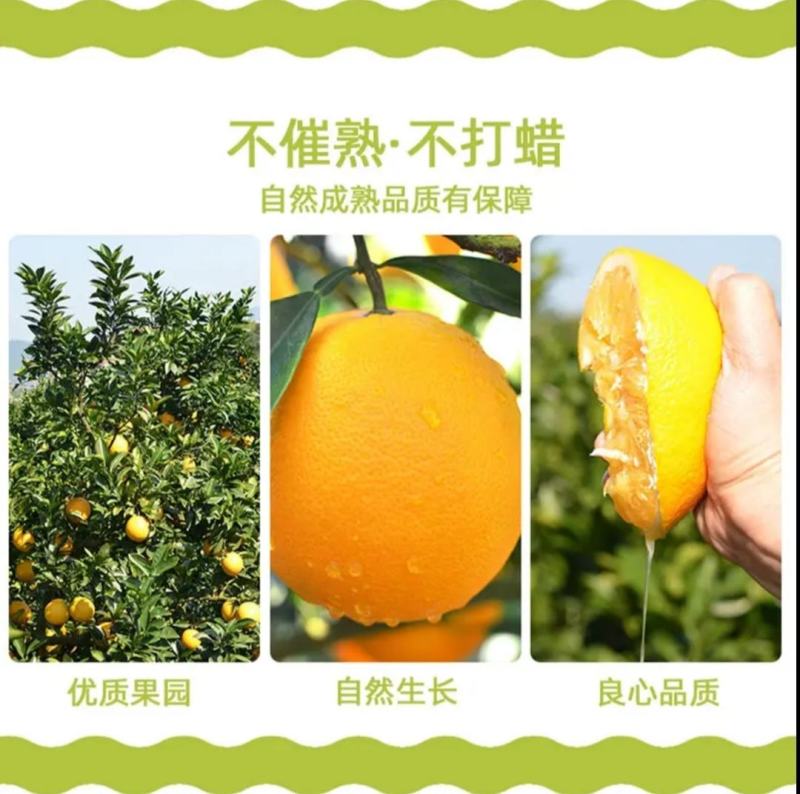 脐橙