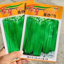 果顺皱杂交一代早熟薄皮泡椒种子皮薄低辣长桶形辣椒种子