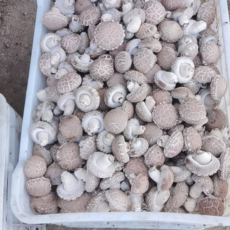 自家种植基地采摘精品香菇已上市欢迎新老客户订购