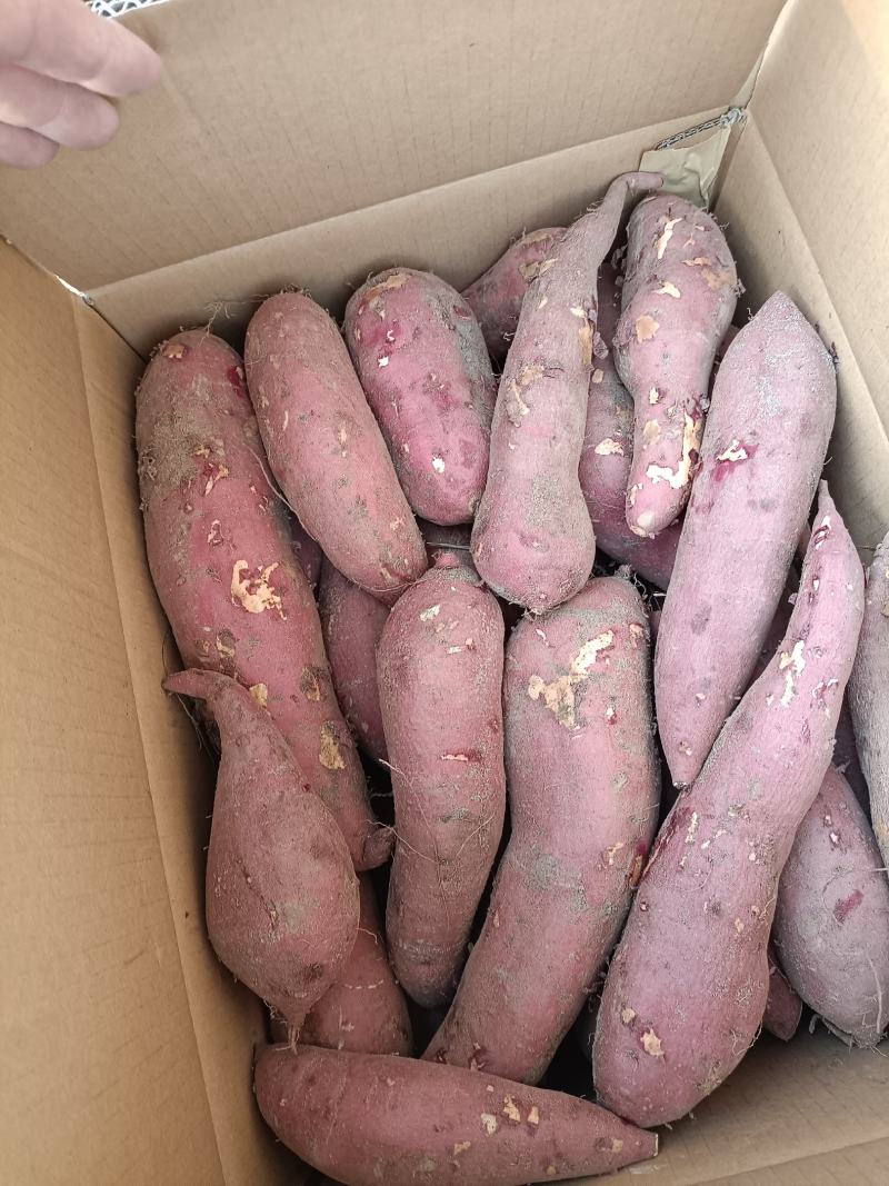 大量供应，西瓜红蜜薯，地瓜，山药