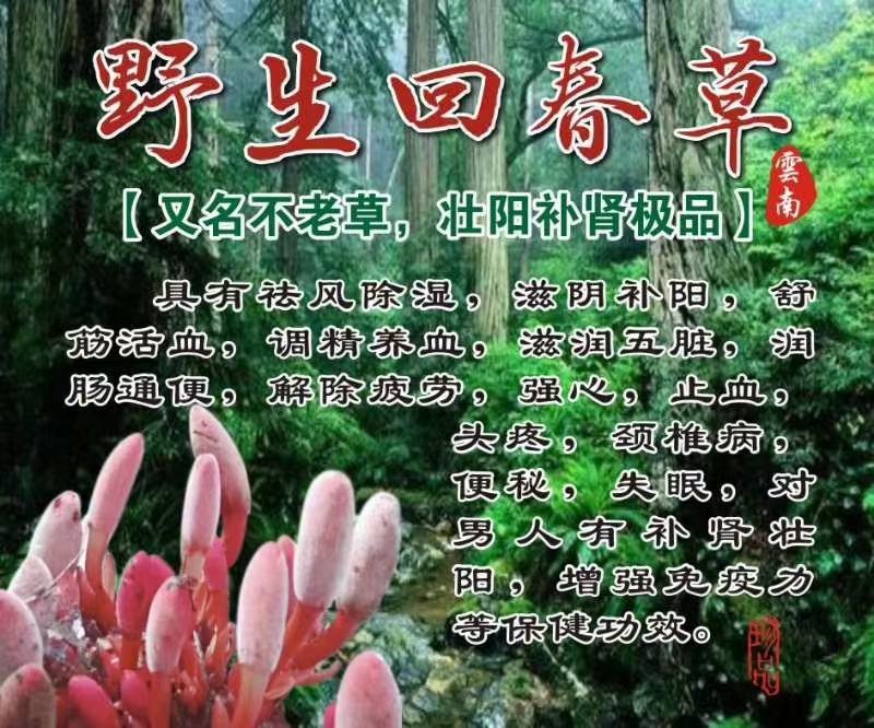 回春草，神仙小草，还阳草，顶天柱，云南野生不老草2斤包邮