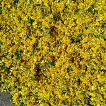 鲜菊花