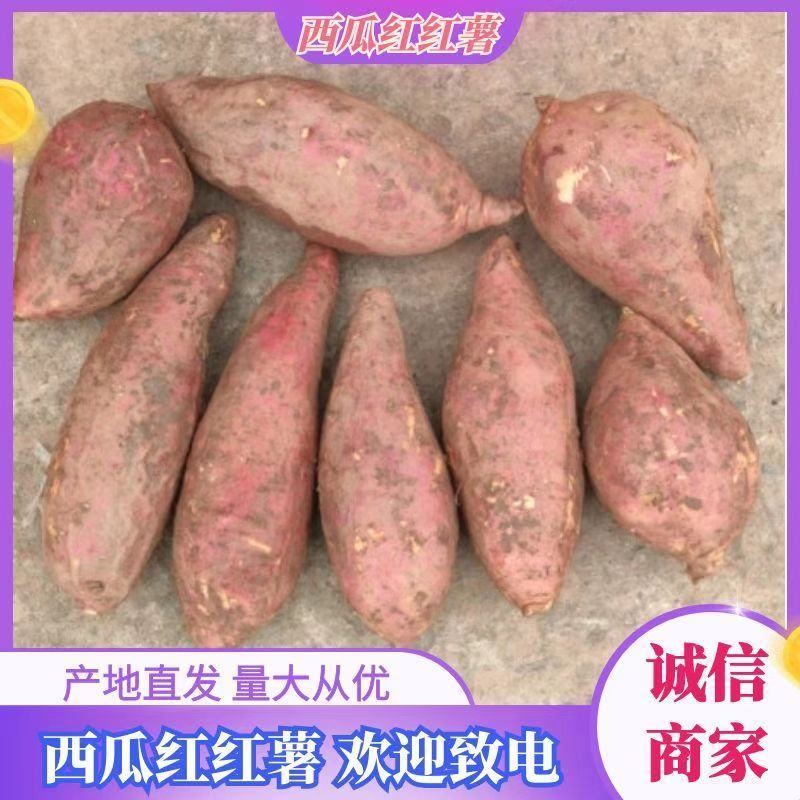 四川产地大量批发西瓜红，欢迎大家了解……