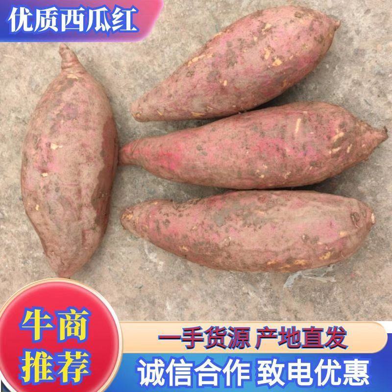 四川产地大量批发西瓜红，欢迎大家了解……