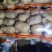 泗水县荷兰土豆大量出售中……………………………