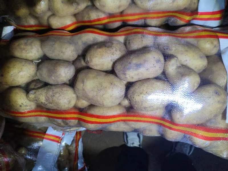 泗水县荷兰土豆大量出售中……………………………