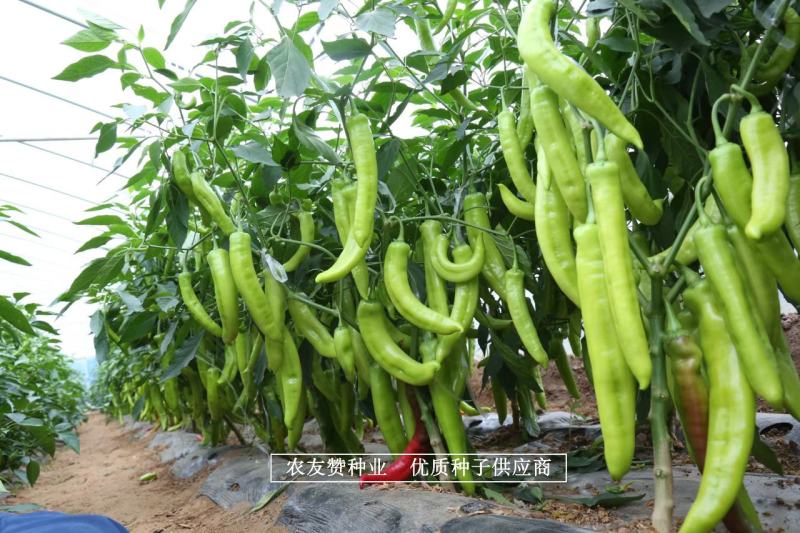豫艺黄皮羊角椒种子早熟品种黄皮椒种子顺直光滑亮度好高产