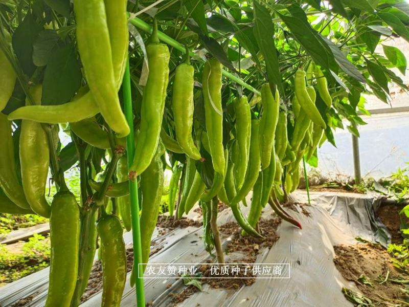 豫艺黄皮羊角椒种子早熟品种黄皮椒种子顺直光滑亮度好高产
