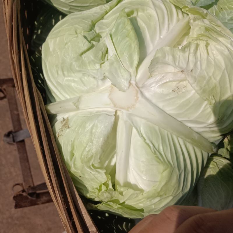 本地精品莲花白，个体大扁平，质量保证，价格实惠欢迎抢购