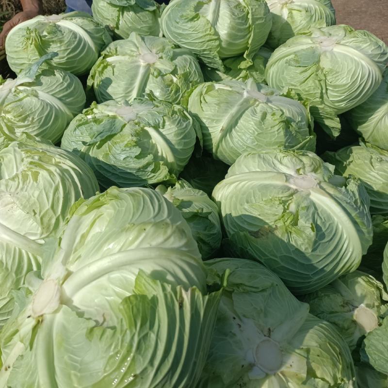 本地精品莲花白，个体大扁平，质量保证，价格实惠欢迎抢购