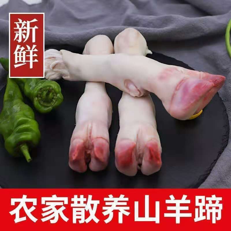 【羊蹄】新鲜内蒙古羊蹄色泽美丽整箱批发一件约40个