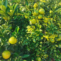 广西红江橙，白橙大量上市，统货7-9毛，大量有货