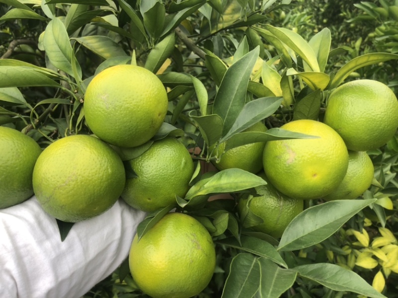 广西红江橙，白橙大量上市，统货7-9毛，大量有货