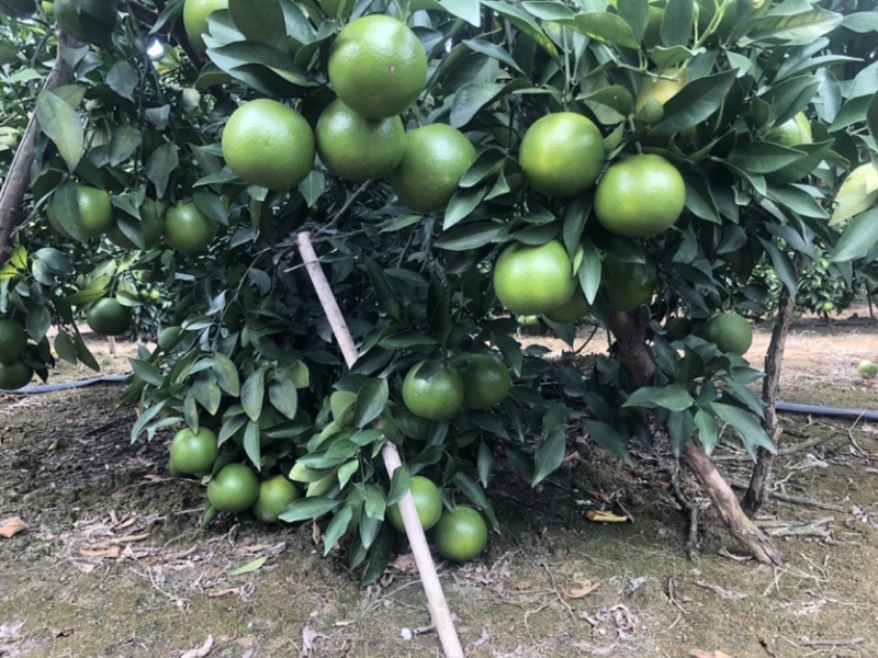 广西红江橙，白橙大量上市，统货7-9毛，大量有货