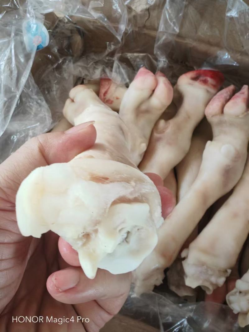 【羊蹄】新鲜内蒙古羊蹄色泽美丽整箱批发一件约40个