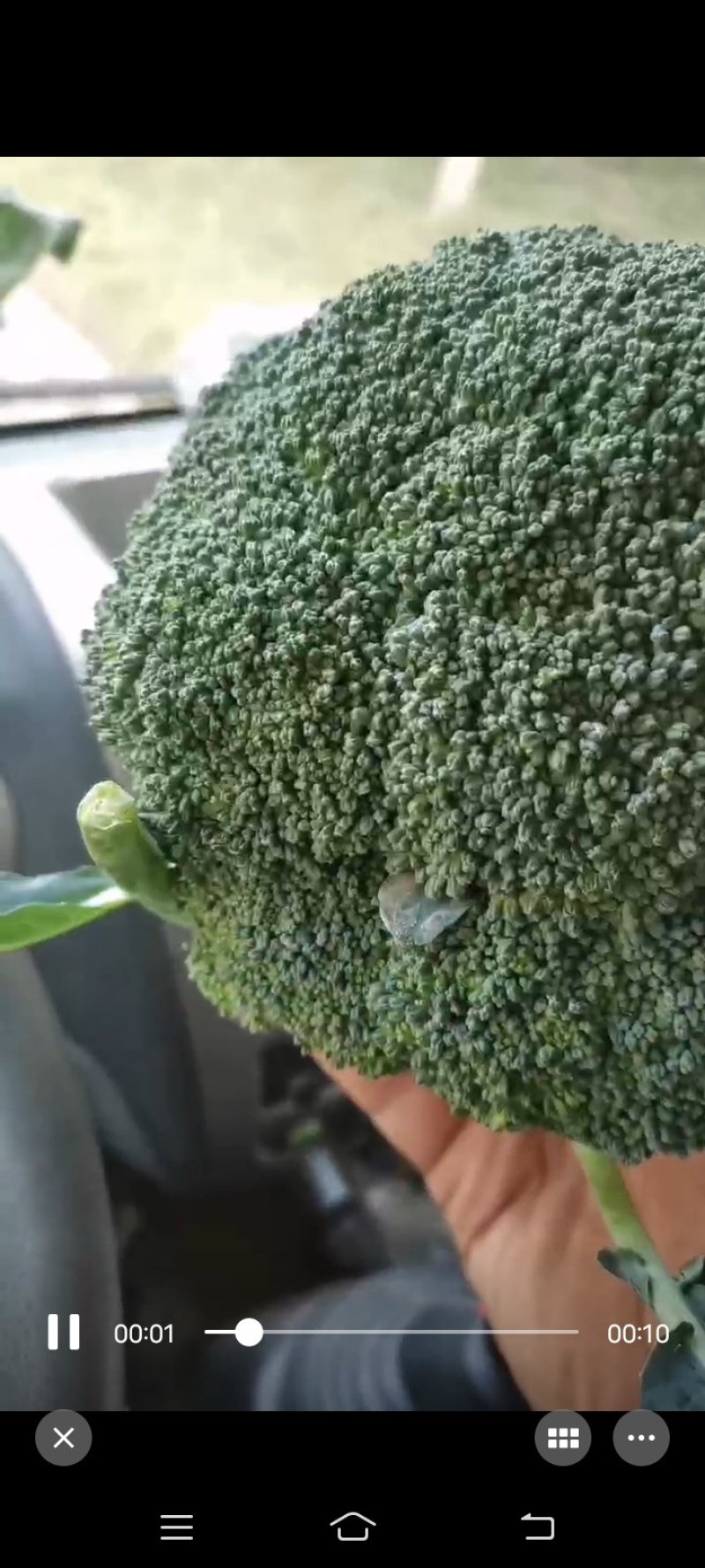 耐寒优秀西兰花
