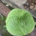绿圆(莲花白)泡白菜，大量上市中，品相好，产地出货。