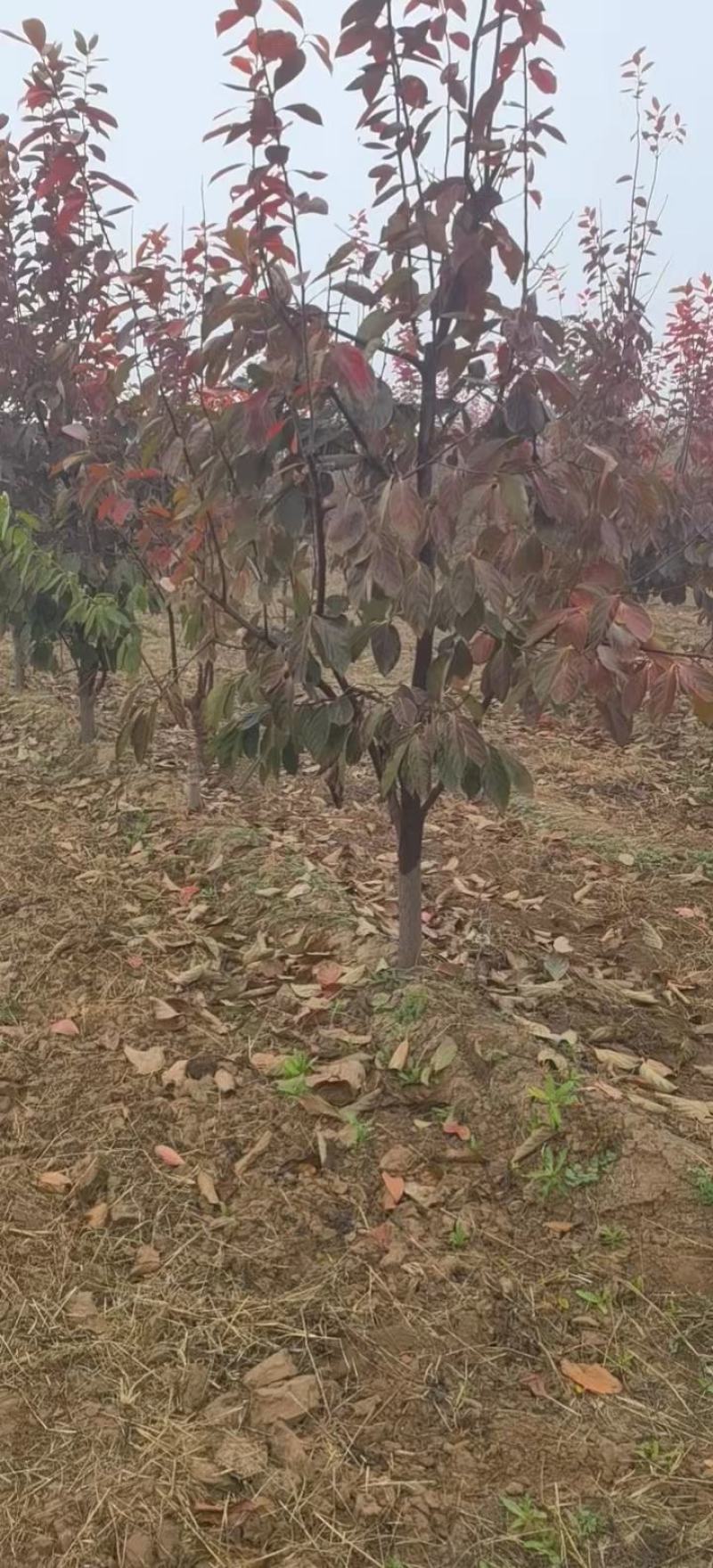 1.5侧柏