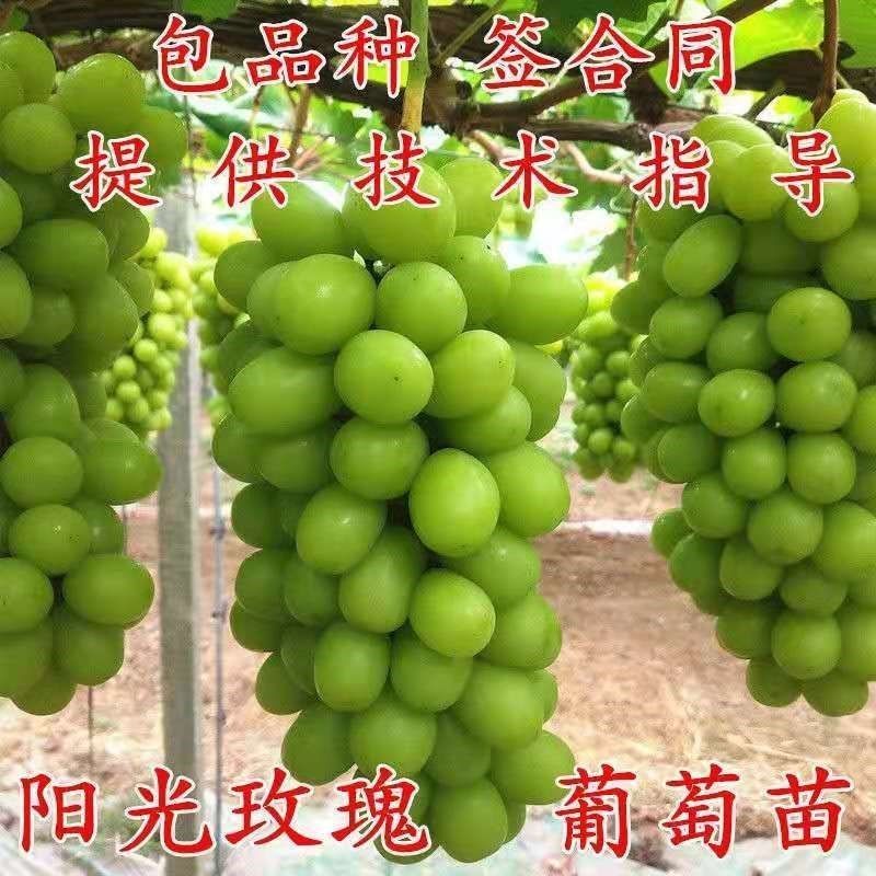 阳光玫瑰葡萄苗夏黑贝达5bb3309so4砧木