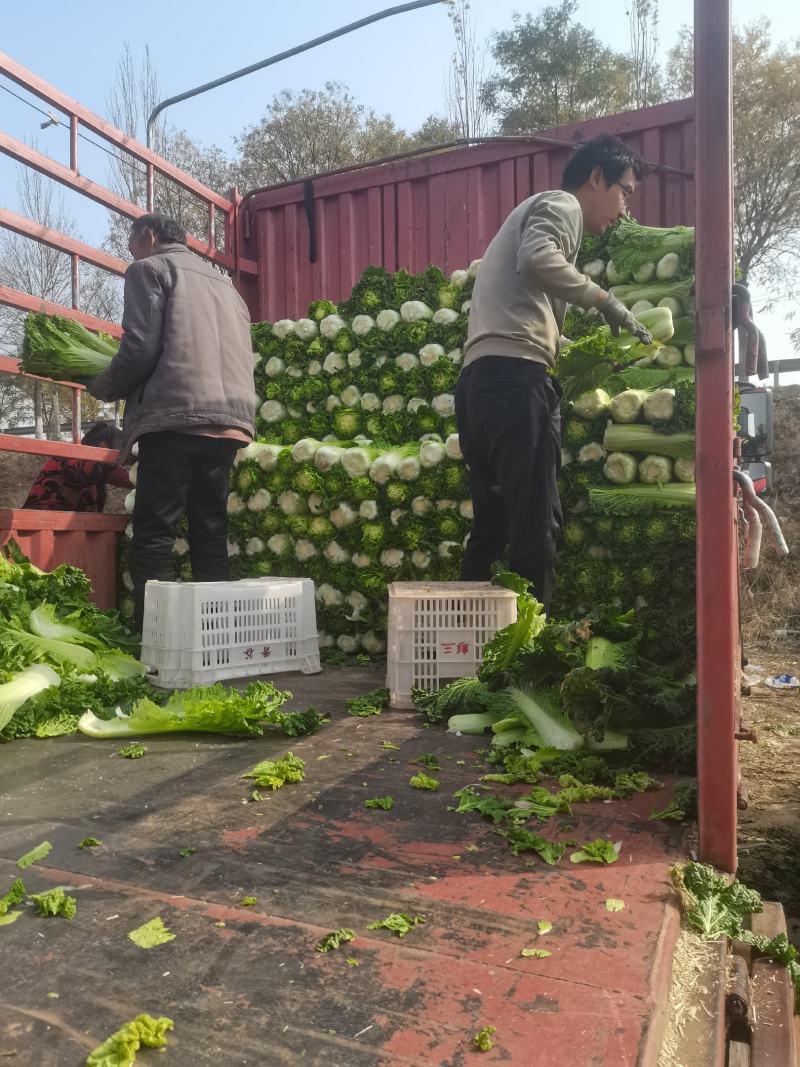 山西太谷秋绿60长白菜大量上市产地直发品质保证可视频看货