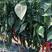 绿野仙踪大果美人椒辣椒种子果长16-18厘米泰国美人椒种
