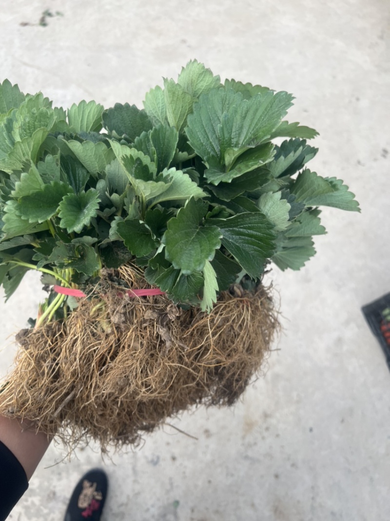 红颜草莓苗大量出售。需要草莓苗的可以联系我。