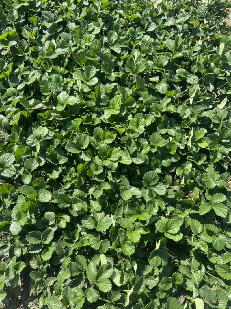 红颜草莓苗大量出售。需要草莓苗的可以联系我。