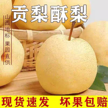 【一件】山西贡梨黄土高坡酥梨甜度高全国发货欢迎咨询