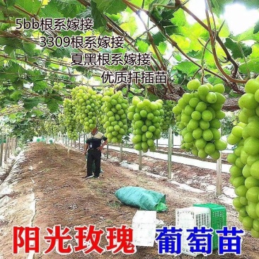 阳光玫瑰葡萄苗夏黑贝达5bb3309so4砧木