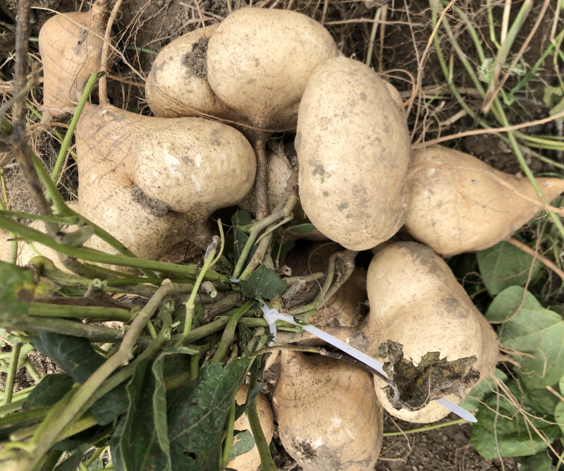 本地豆薯地里现起。新鲜一手货