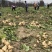 本地豆薯地里现起。新鲜一手货