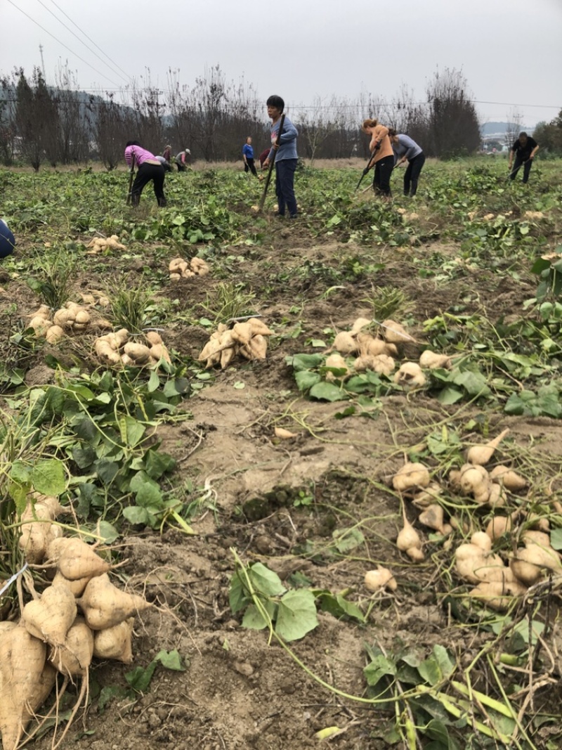 本地豆薯地里现起。新鲜一手货