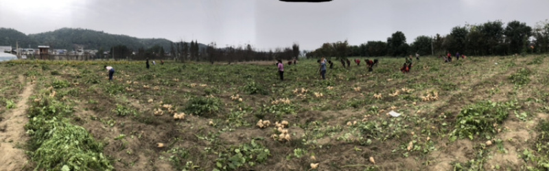 本地豆薯地里现起。新鲜一手货