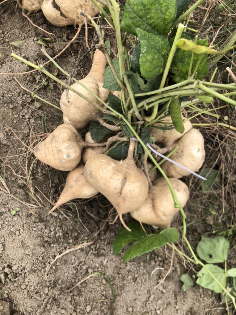 本地豆薯地里现起。新鲜一手货