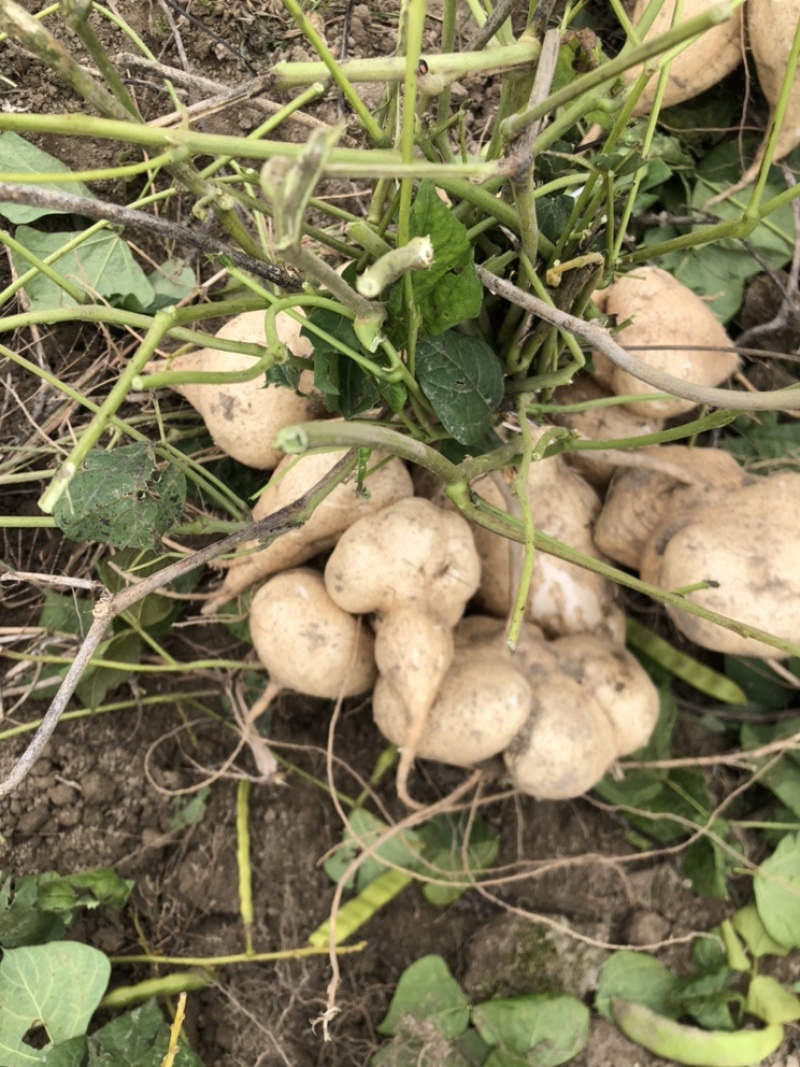 本地豆薯地里现起。新鲜一手货