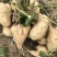 本地豆薯地里现起。新鲜一手货