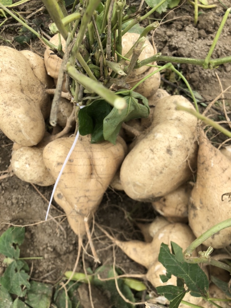 本地豆薯地里现起。新鲜一手货