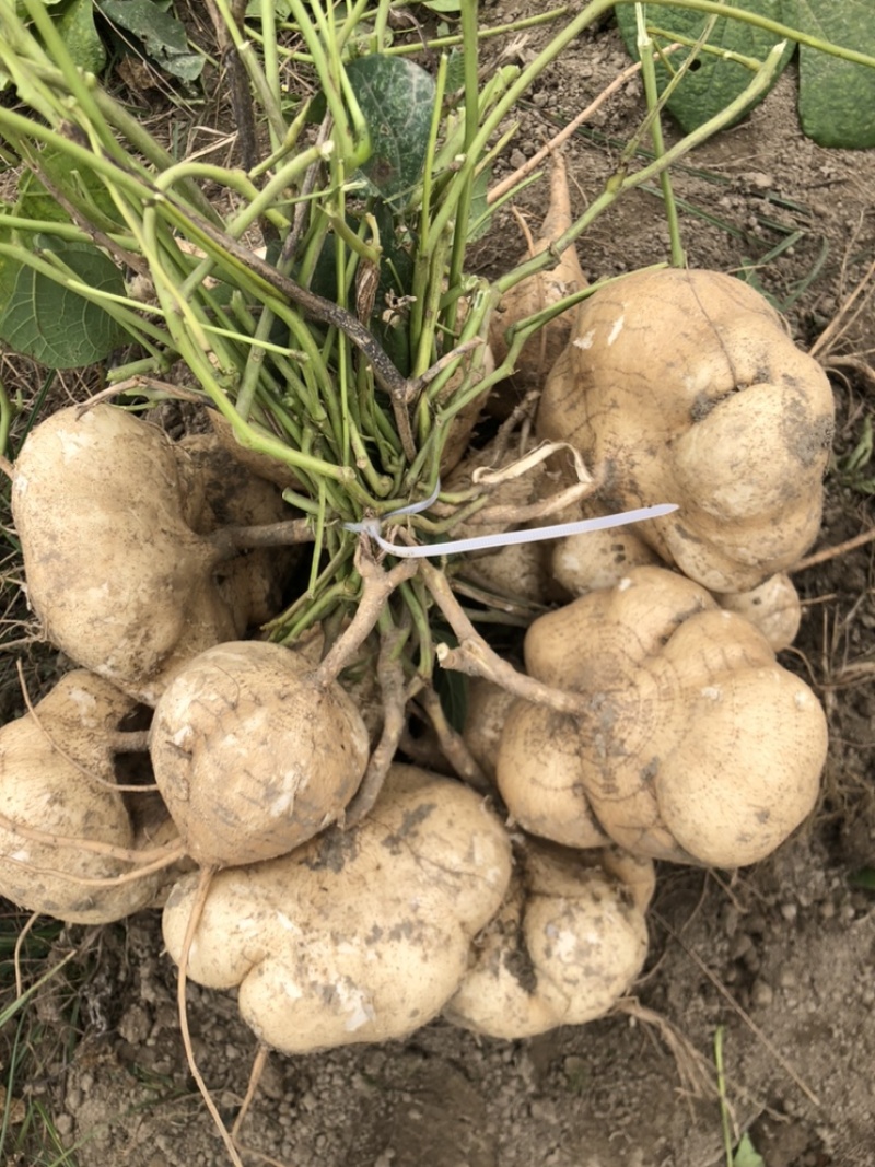 本地豆薯地里现起。新鲜一手货