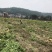 本地豆薯地里现起。新鲜一手货