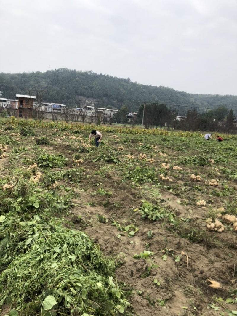 本地豆薯地里现起。新鲜一手货