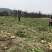本地豆薯地里现起。新鲜一手货