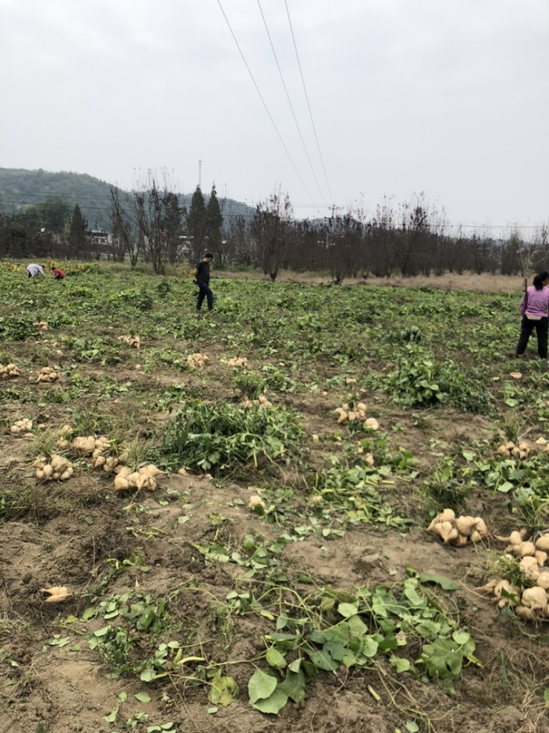 本地豆薯地里现起。新鲜一手货