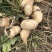 本地豆薯地里现起。新鲜一手货